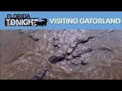Florida Tonight in Gatorland