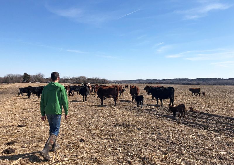 Trump plan to import Argentine beef angers US farmers