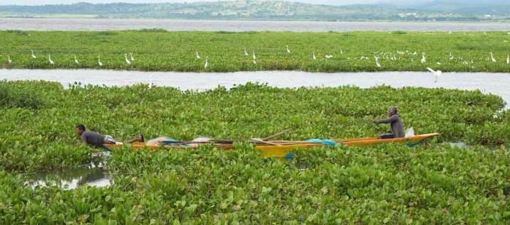 Gigante "tapete" de planta invasora en el Guájaro iría hasta enero: pescadores lanzan SOS