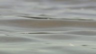 Monticello man, 28 and father of 4, in Mississippi River boating accident