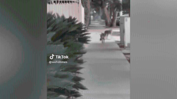 Coyote sightings cause concern for West Hollywood residents