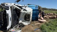 Un camión con cerdos volcó cerca de Chacabuco y los vecinos lo saquearon