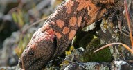 Weight loss and diabetes drug comes from Utah Gila Monster spit