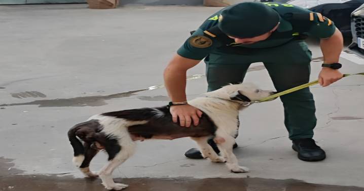 Salvan la vida de un perro en estado crítico en Alquerías del Niño Perdido