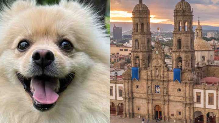 Perros, Gatos y Otras Mascotas Serán Bendecidos en la Basílica de Zapopan; ¿Cuándo Será?