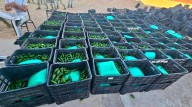 SEDENA decomisa una tonelada de droga entre cajas de chile que iban a EE....