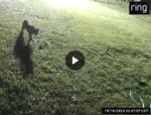 Cougar, bobcat or domestic cat? DNR weighs in on Inver Grove Heights sighting