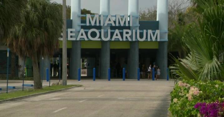 Miami Seaquarium to permanently close after 70 years in operation