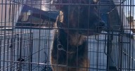 Rescatan a dos perros por maltrato animal en Ensenada