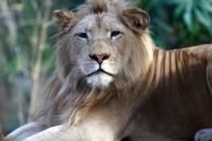 Operativo en el Zoo de Luján: evalúan el rescate de 60 leones y tigres