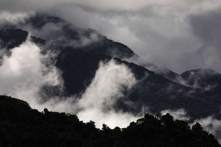 Australia’s rainforests become the first in the world to make concerning switch