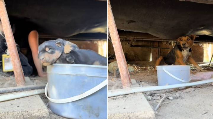 Woman Hears Strange Sounds In California And Finds Something Hidden Beneath A Trailer