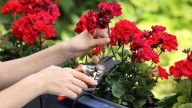 The Best Time To Prune Geraniums For Vibrant Blooms That Will Last And Last
