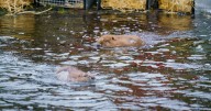 Beavers released in Highlands 400 years after extinction in Scotland