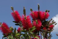 Poem: Primavera Australis - InReview | InDaily, Inside South Australia