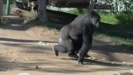 Video shows gorilla cracking glass viewing platform at San Diego Zoo