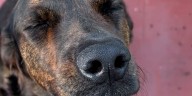 La tierna estrategia de una perrita para esquivar un reto que arrasa en las redes sociales