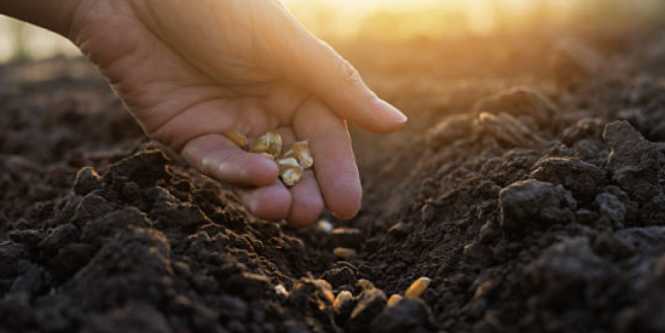 Uso de semillas certificadas en Colombia: clave para la seguridad alimentaria y la competitividad del agro 