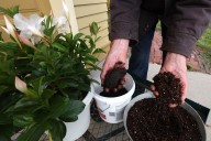 How to choose the best houseplant potting mix