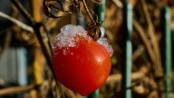 How To Yield A Longer Tomato Harvest With Staggered Planting