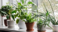 The Professional Service Your Houseplants Could Benefit From