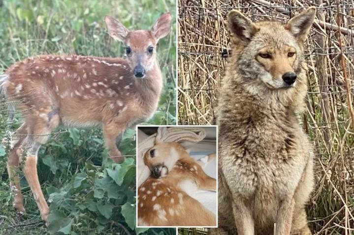Michigan planning to euthanize fawn deer Peanut and domesticated coyote Kota
