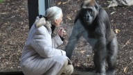 Fallece Jane Goodall, la 'Lady Chimpancé' que revolucionó la primatología