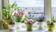 La razón por la que tienes que romper las raíces de tus plantas según un jardinero: "Ayuda a estimularlas"
