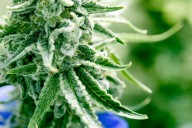 Group battling to block N.J. cannabis farm is protected by 1st Amendment, ruling says