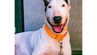 Criminal charges dropped against Florida man who abandoned dog before Hurricane Milton's landfall