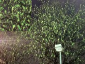 London Tree Illusion: Hundreds of Ring-Necked Parakeets Fool the Eye