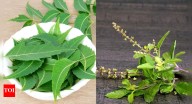 Neem vs. Tulsi: Which ayurvedic herb offers greater benefits for health and skin
