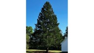 A majestic Norway spruce from upstate New York chosen as Rockefeller Center Christmas Tree