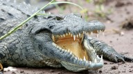 Un pequeño cocodrilo se toma unas vacaciones en un resort de lujo australiano desatando el pánico entre sus huéspedes