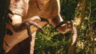 Descubren momias de dinosaurios que cambian la percepción de su anatomía