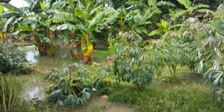 Impacto de las lluvias en la agricultura de Trujillo