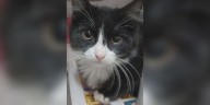 Saving Graces 4 Felines: Meet Bandit