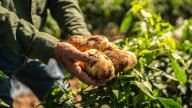 Potato Varieties That Thrive When Planted And Grown In The Fall