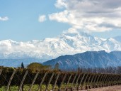 Stock up on these Argentine wines for holiday entertaining