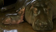 El nacimiento poco común de un hipopótamo alegra al Zoológico de Berlín