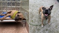 Pennsylvania Adopted Dog Returns To Shelter After Heartbreaking Family Tragedy