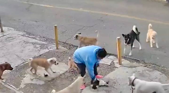 CECAA resguarda “algunos” perros de exfuncionario que cometió crueldad animal: Smith