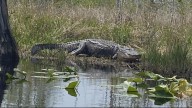 Alligators sightings rising north of Georgia's fall line, experts say