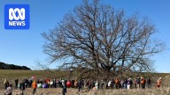 Kingston residents rally to save 130yo oak tree from transmission project