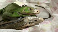 Baby anacondas, lizards and iguanas seized at Mumbai airport; Thane woman booked