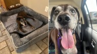 North Carolina Family's Decision To Surrender Senior Dog Leads To Unexpected Miracle