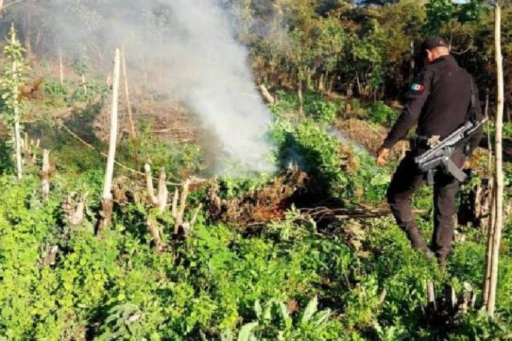 Destruyen más de 10 mil plantas de marihuana