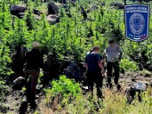 Aseguran plantíos de mariguana y campamentos en Rancho Georgina