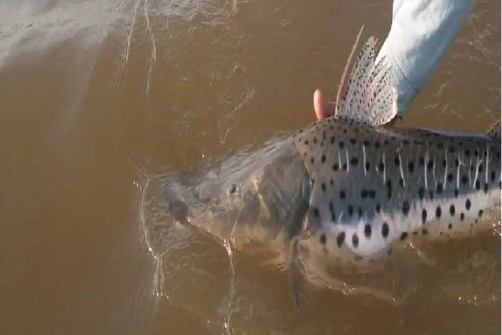 La veda para la pesca del surubí rige hasta marzo de 2026 en Entre Ríos