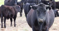 'We’re at an inflection point': Development in the face of the Bitterroot's shrinking ag lands